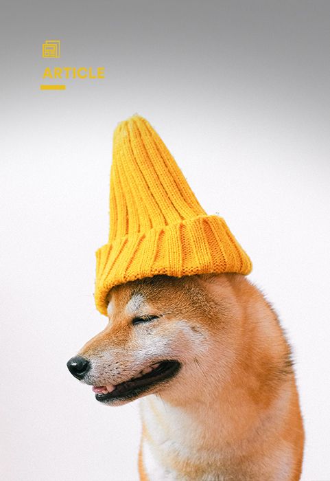 Photo chien avec un bonnet